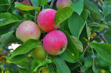 ağaç, Grup, elma, meyve bahçesi, meyve, kırmızı, çiftlik, tarım, sağlıklı, doku, renk, büyüme, bitki, açık havada, ferahlık, Parlatıcı, Olgun, doğal, lezzetli, tarım, kopya, sonbahar, tatlı, diyet, Aperatif, organik, mevsimlik, kırpma, yaz, sezon, farmi