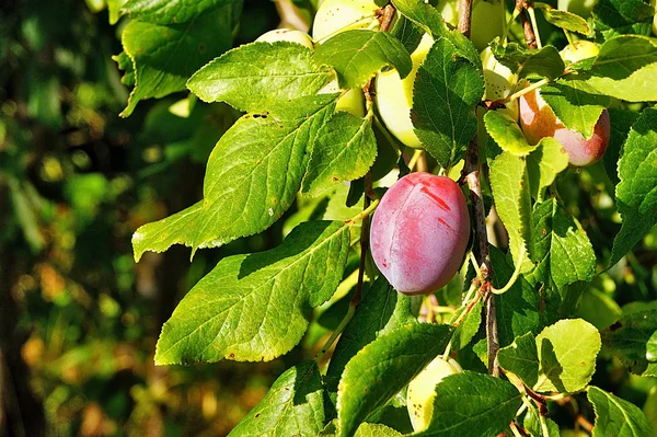 Erik, mor, mavi, meyve, meyve, olgun, Olgun