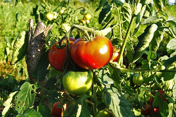 Botânico, grupo, arbusto, campo, colheita, agricultura — Fotografia de Stock