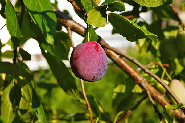 Pflaume Im Garten Mit Reifen Pflaumen Auf Den Zweigen Stockfoto C Niki Forova 300825340