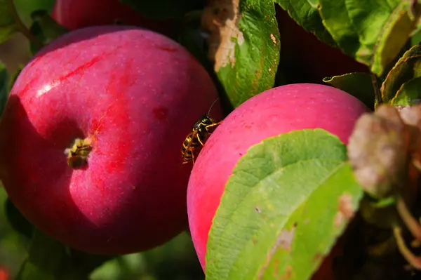 arı, böcek, elma, hasat, gıda, bitki, meyve, şube, elma, meyve, Doğa, Bahçe, büyümek, tarım