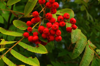 Kırmızı üvez meyveleri, Olgun, hasat, bitki