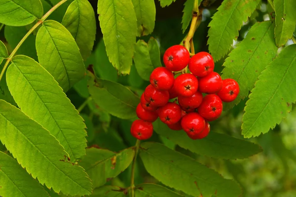 Czerwona jarzębina jagody, dojrzałe, żniwa, roślin — Zdjęcie stockowe