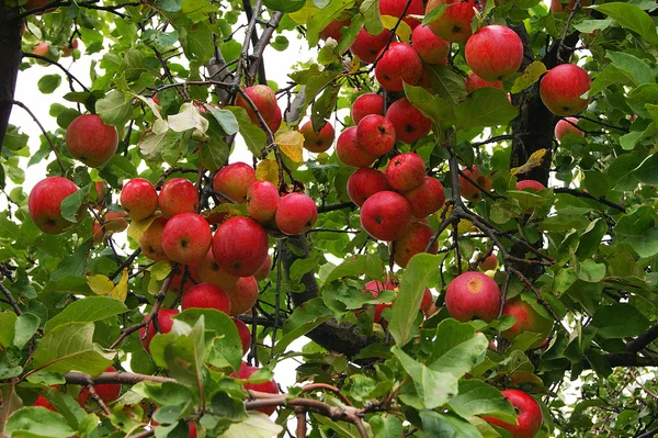 elma, hasat, meyve, Bahçe, büyümek