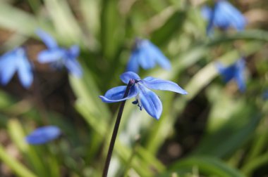 BlueBell, çiçekler