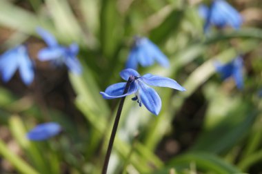 BlueBell, çiçekler