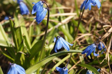 BlueBell, çiçekler