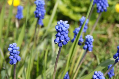 Muscari, çiçekler