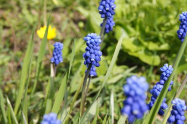 Muscari, çiçekler