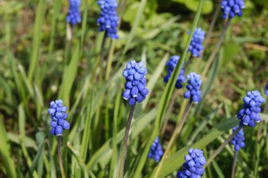 Muscari, çiçekler