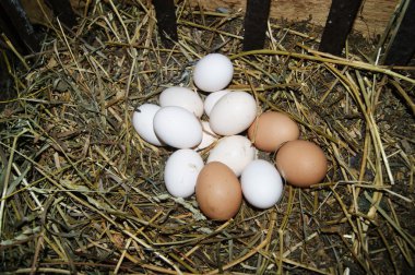 yumurta, kırsal yaşam