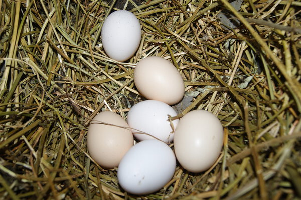 eggs in a nest