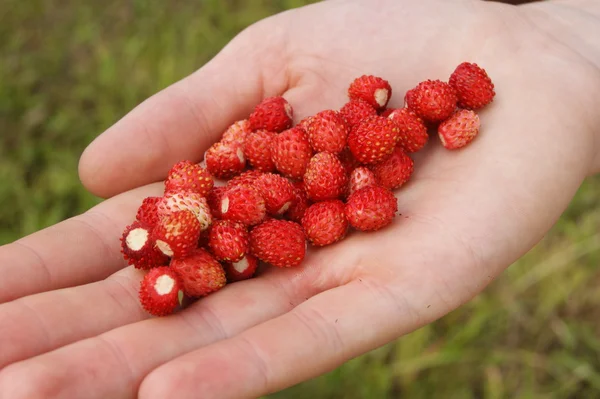 Aardbeien — Stockfoto