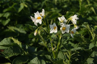 potatoes, flowers
