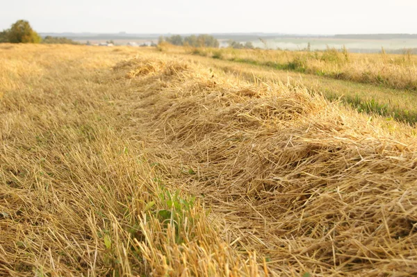 Straw — Stock Photo, Image