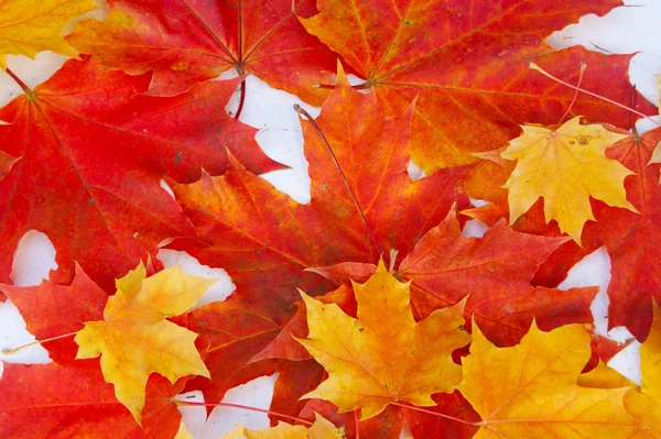 sonbahar yaprakları