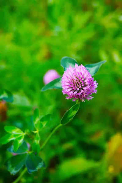 Trébol de flores —  Fotos de Stock