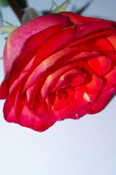 Роза, цветок — стоковое фото