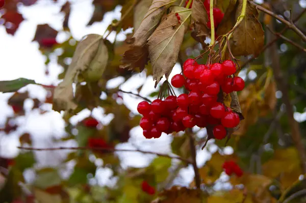 Beri dari viburnum — Stok Foto