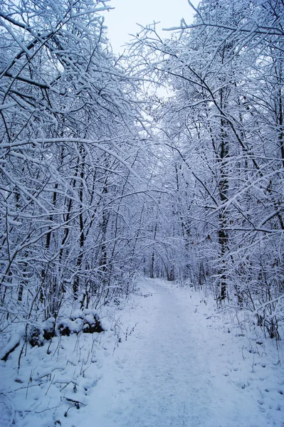kış, orman, Doğa, manzara, sezon