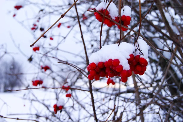 Viorne, rouge, baies, arbre, plante — Photo