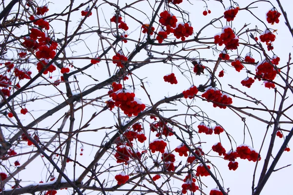 kartopu, kırmızı, çilek, ağaç, bitki