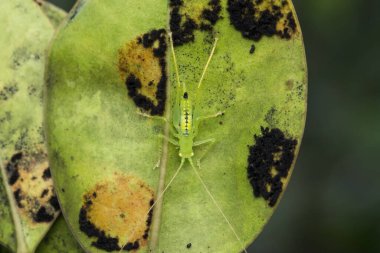 Yeşil çekirge ya da katydid, Oecanthus fultoni Satara, Mharashtra, Hindistan 'da bir yaprak üzerinde