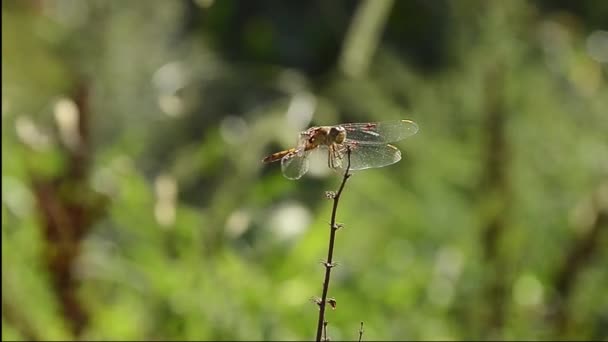 Dragonfly on a branch — Stock Video