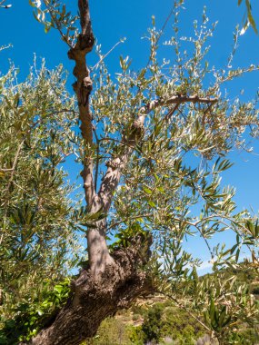 zeytin ağacı dalları ile yaprakları ve zeytin ve kırsal TH