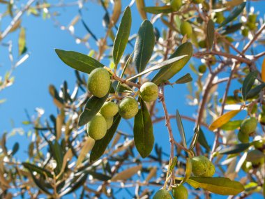 zeytin ve zeytin ağacı yapraklarda closeup