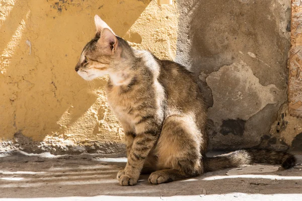 Herrelösa katter i gränderna i Ortigia, Syrakusa, Sicilien, Italien — Stockfoto