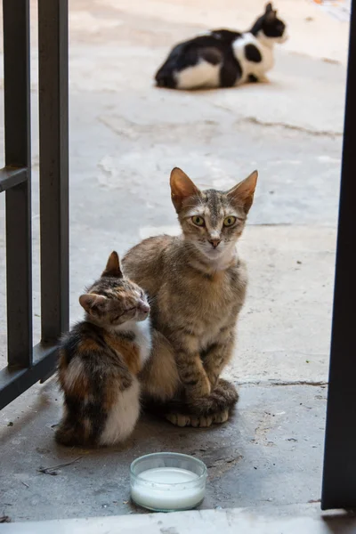 Streunende Katzen in den Gassen von Ortigia, Siracusa, Sizilien, Italien lizenzfreie Stockbilder