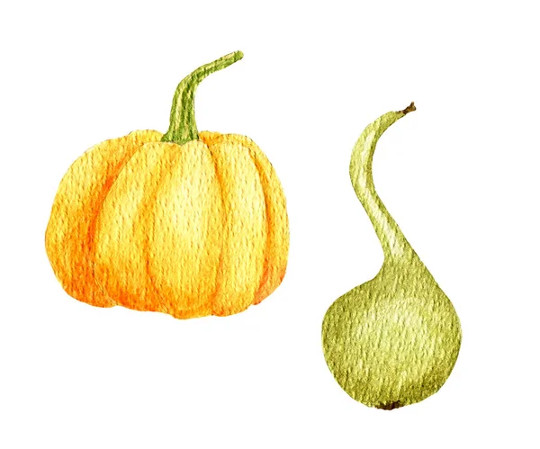 Set de calabazas acuarela. Calabaza amarilla redonda y calabaza verde larga. Cosecha de otoño, alimentación saludable, comida vegetariana. Festival de otoño, regalos de otoño. Diseño para tarjetas de felicitación, invitaciones —  Fotos de Stock