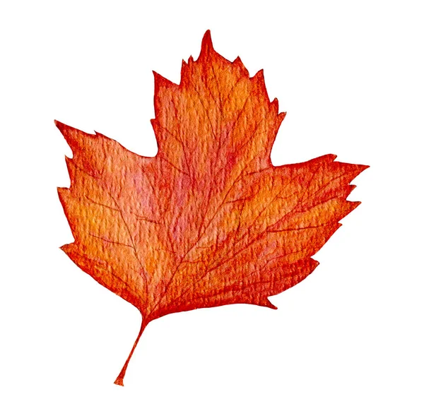 赤い水彩のビブラムの葉。秋のビブラムの葉。白い背景に隔離され、秋の時間。一つのリアルなイラスト.. — ストック写真