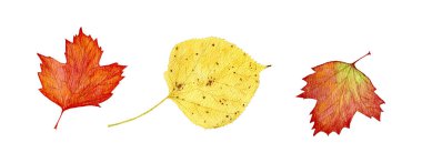 Sonbahar suluboya viburnum ve ıhlamur yaprakları. Sarı-turuncu ve kırmızı viburnum ve ıhlamur yaprakları. Parlak sonbahar yaprakları. Sonbahar doğası, ılık sonbahar. Sonbahar renkleri.