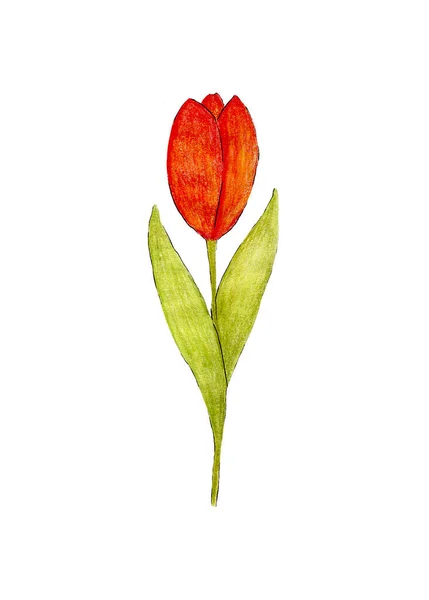 Une Tulipe Rouge Aux Feuilles Vertes Avec Bourgeon Courbé Est — Photo