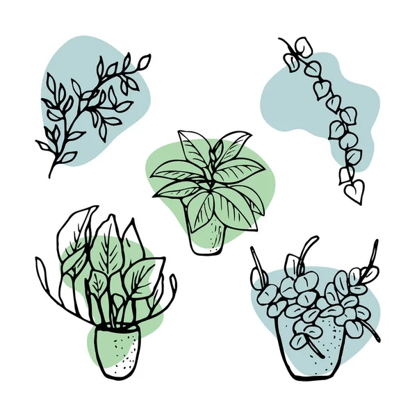 Home plants. Set with vector houseplants, icons. Linear illustration artistic lines and strokes. Set with indoor plants ficus and others in doodle and cartoon style. Home design. Vector hand drawing. — Stock Vector