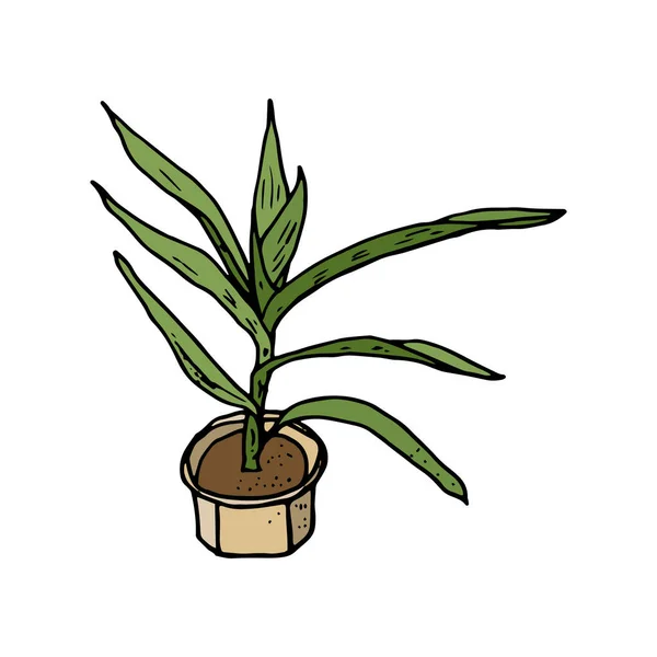 Woonplant Indoor Plant Yuka Doodle Cartoon Stijl Huisontwerp Vector Handtekening — Stockvector