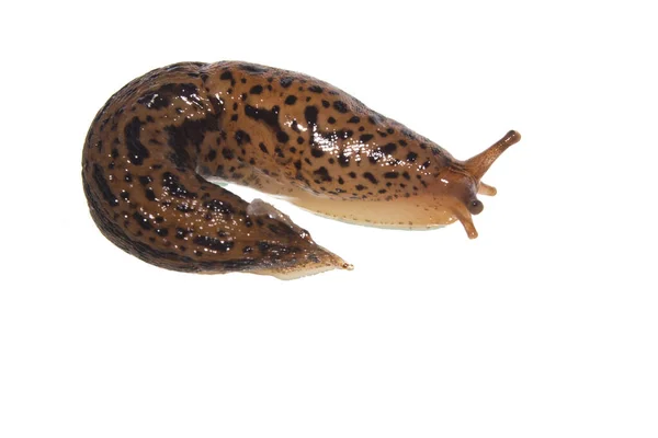 Caracol Aislado Sobre Fondo Blanco Fotos de stock libres de derechos