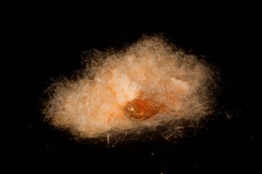 sazlık siyah arkaplanda izole edildi