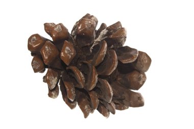 Beyaz arkaplanda çam kozalağı izole