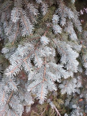 Kış ormanında yeşil ağaç