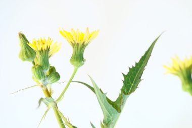 Kır çiçeği dikenli