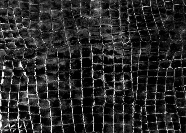 Crocodile or snake skin, reptile texture. Background. A flap of skin.