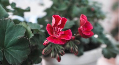 Ev yapımı sardunya çiçeği, çiçek açan kırmızı sardunya. İç mekan için oda bitkisi, tasarım. Sardunya çiçeği yetiştiriyorum. Arkaplan.