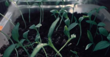 Kamera filizin üzerinden uçuyor, filizler daha fazla iniş için toprağa ekiliyor. Çiftçilik, tarım. Yaz dönemi, sera için filizler..