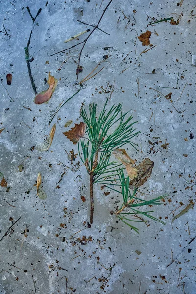 雪の中で枝を発芽させ 常に緑の植物 春の融解雪 — ストック写真