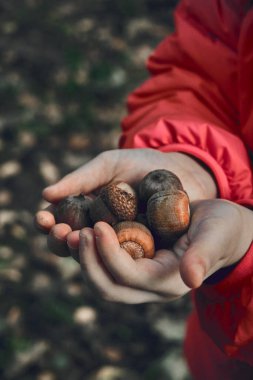 Fındık, bir çocuğun elinde meşe palamudu. Bir avuç meşe palamudu. Ormanda sonbahar yürüyüşü. Orman hayvanları için yiyecek. Palamutlar