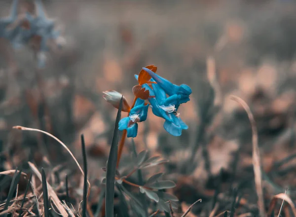 草の上に花を咲かせます 花の青橙色 選択的フォーカス — ストック写真