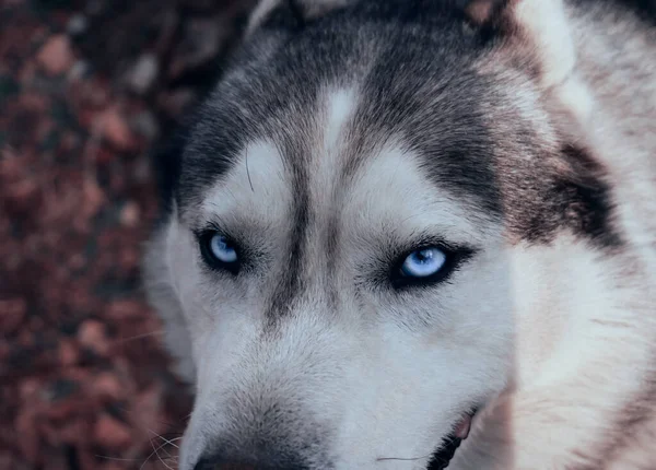 Portret Van Een Husky Hond Close Blauwe Ogen Grijs Wit — Stockfoto